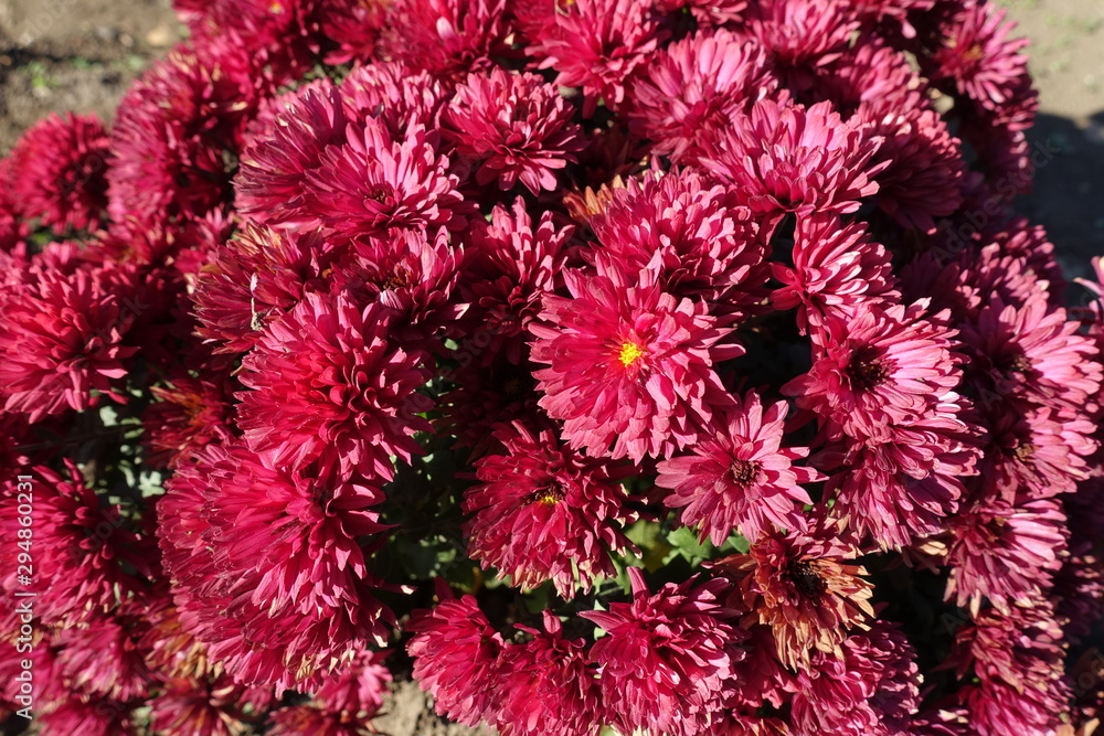 Pinkish red flowers of Chrysanthemum in November