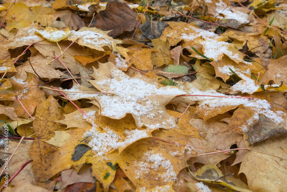 First snow on the yellow maple leaves.