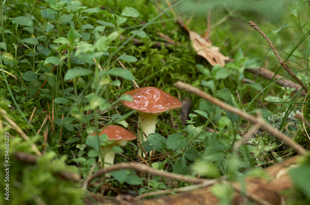 Two mushrooms grew in the forest among grass and foliage. Mushrooms in autumn forest scene. Forest mushrooms scene Two mushrooms grew in the forest among grass and foliage. Mushrooms in autumn forest scene. Forest mushrooms scene