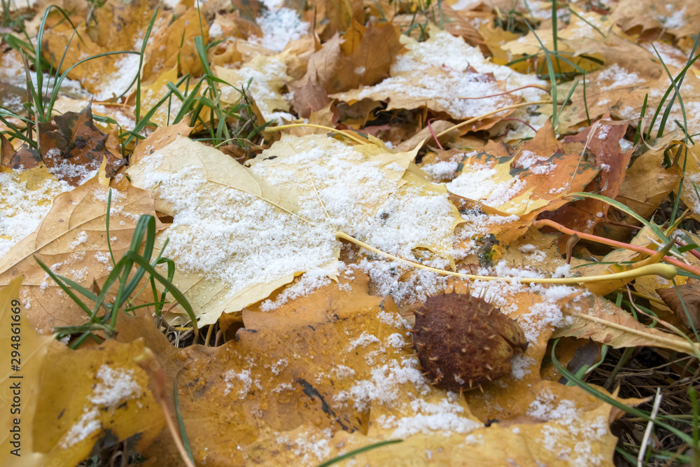 First snow on the yellow maple leaves. Winter is comming. First snow on the yellow maple leaves. Winter is comming.