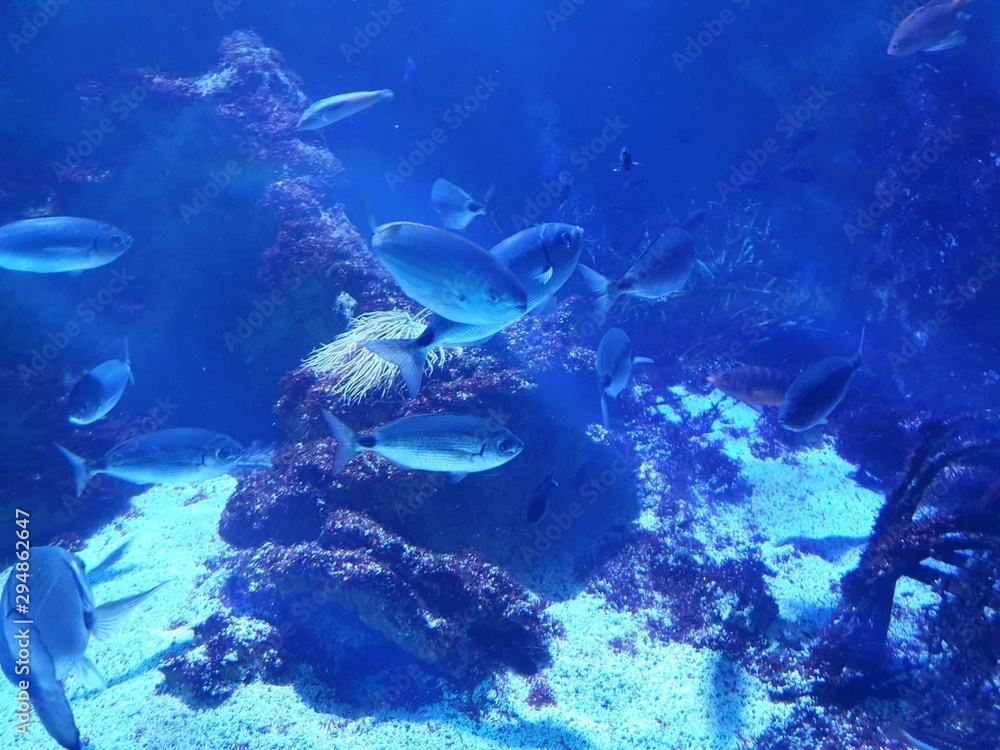 Fototapeta premium enter the world of fish and corals