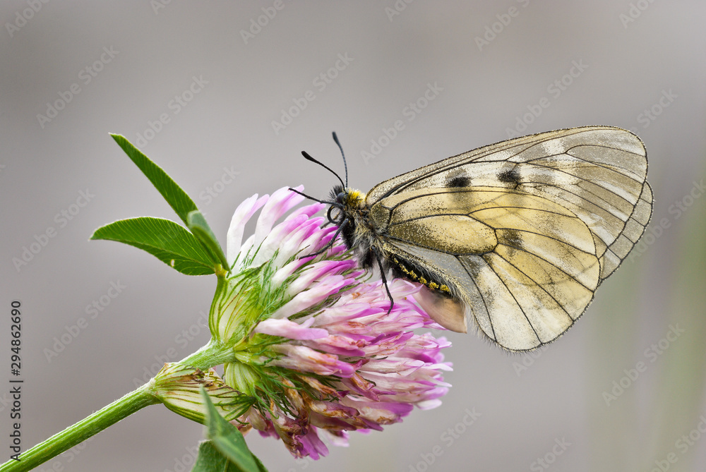 Fototapeta premium Clouded Apollo (Parnassius mnemosyne) female black and white butterfly resting on red clover (Trifolium pratense).