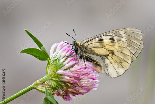 Clouded Apollo (Parnassius mnemosyne) female black and white butterfly resting on red clover (Trifolium pratense).