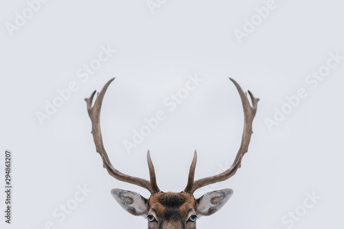 Beautiful white-tailed deer in winter. Christmas concept. Fototapeta