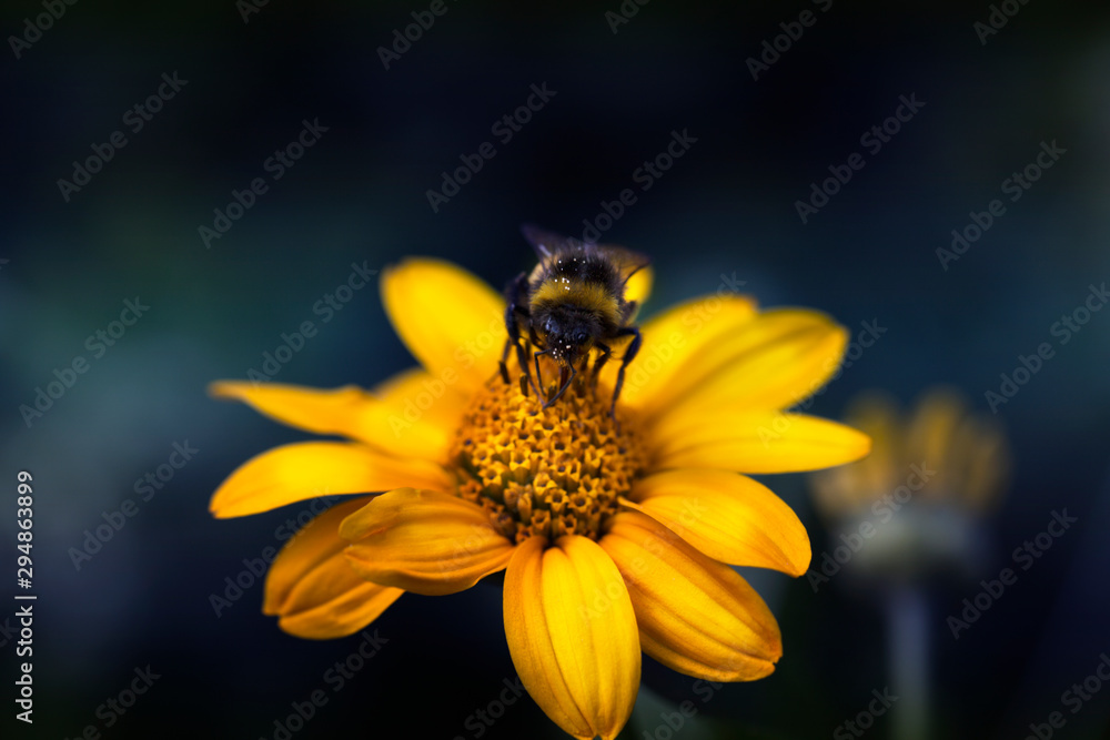 Bumblebee gathering nectar from a yellow flower. Bumblebee gathering nectar from a yellow flower.