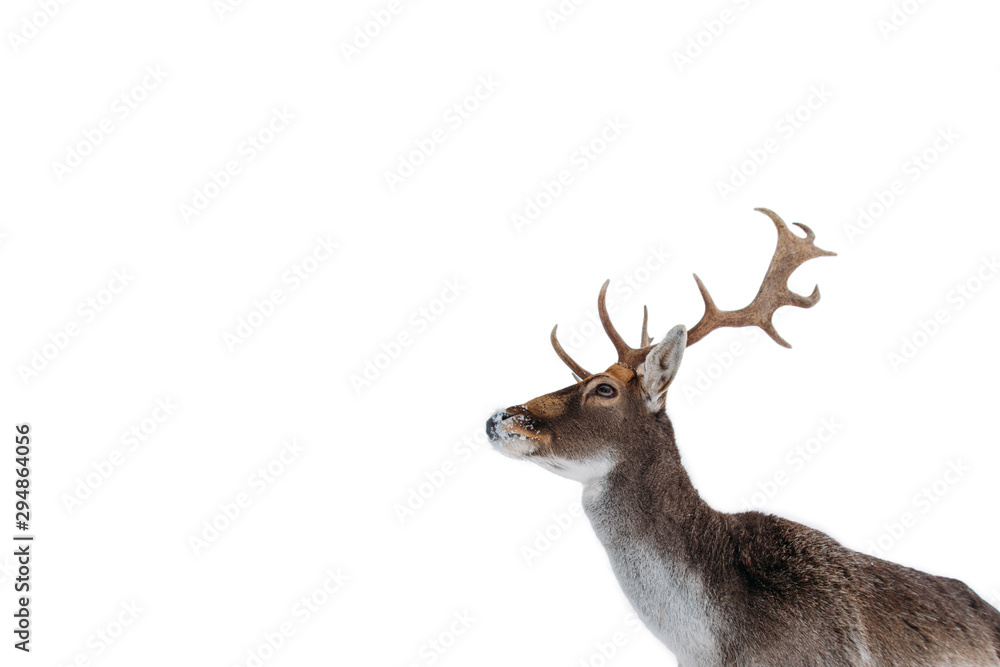 Beautiful white-tailed deer in winter. Christmas concept. Beautiful white-tailed deer in winter. Christmas concept.