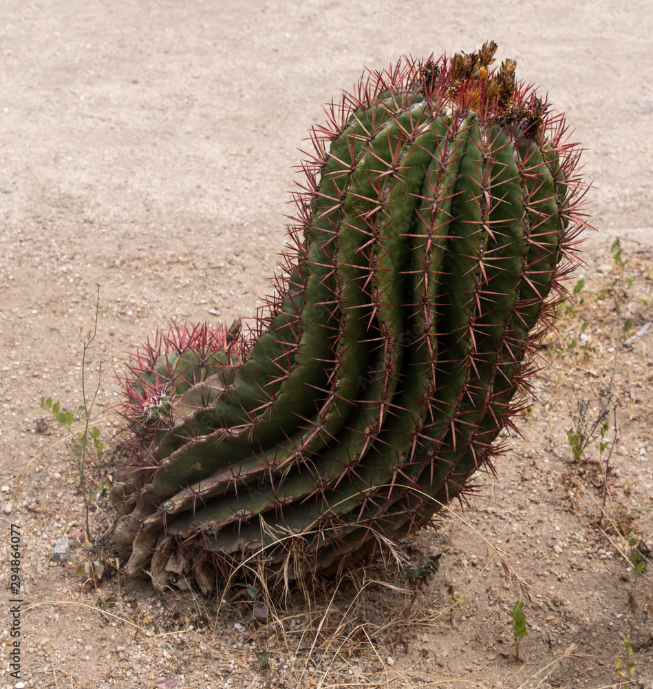 Naklejka premium Twisted Cactus