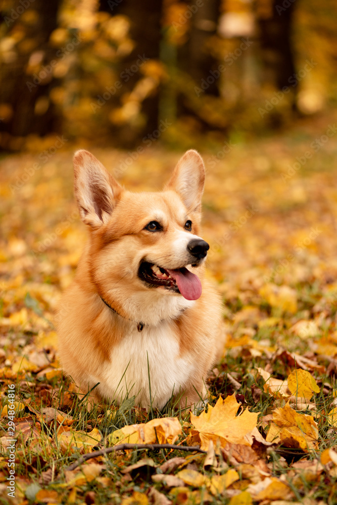 Cutest red-haired corgi walking in the autumn park among the fallen golden leaves Cutest red-haired corgi walking in the autumn park among the fallen golden leaves