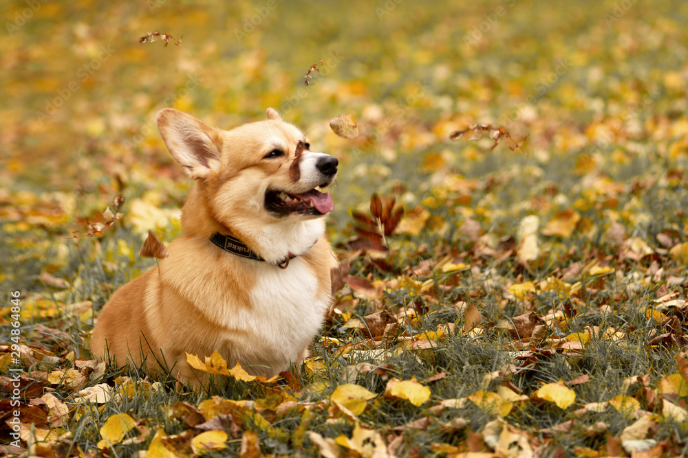 Cutest red-haired corgi playing with fallen golden leaves in the autumn park 