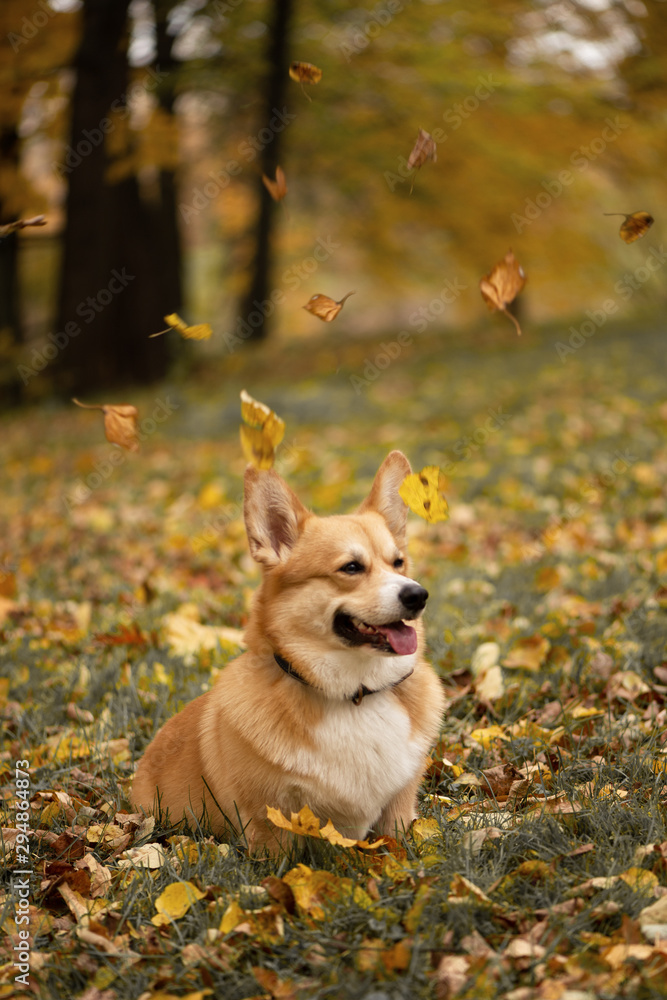 Cutest red-haired corgi walking in the autumn park among the fallen golden leaves Cutest red-haired corgi walking in the autumn park among the fallen golden leaves