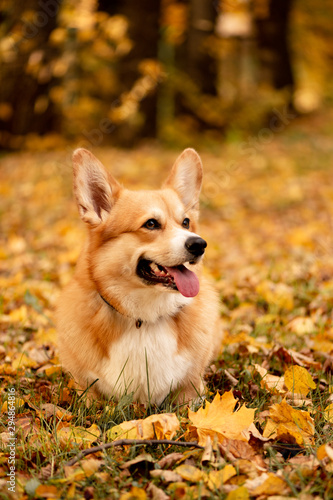 Cutest red-haired corgi walking in the autumn park among the fallen golden leaves