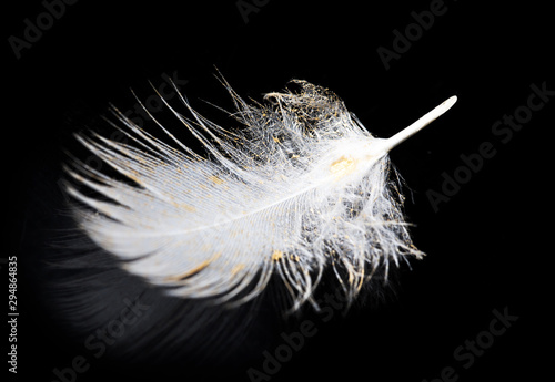 White feather on a black background.