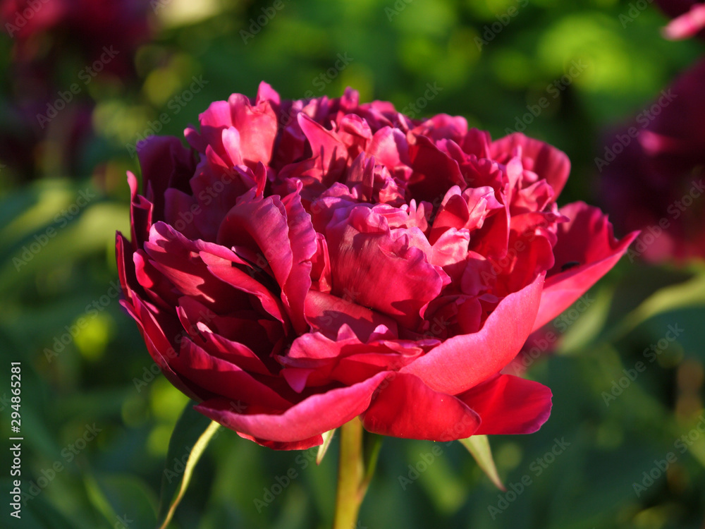Blooming dark pink peony on a green background. A growing blooming flower. Blooming dark pink peony on a green background. A growing blooming flower.
