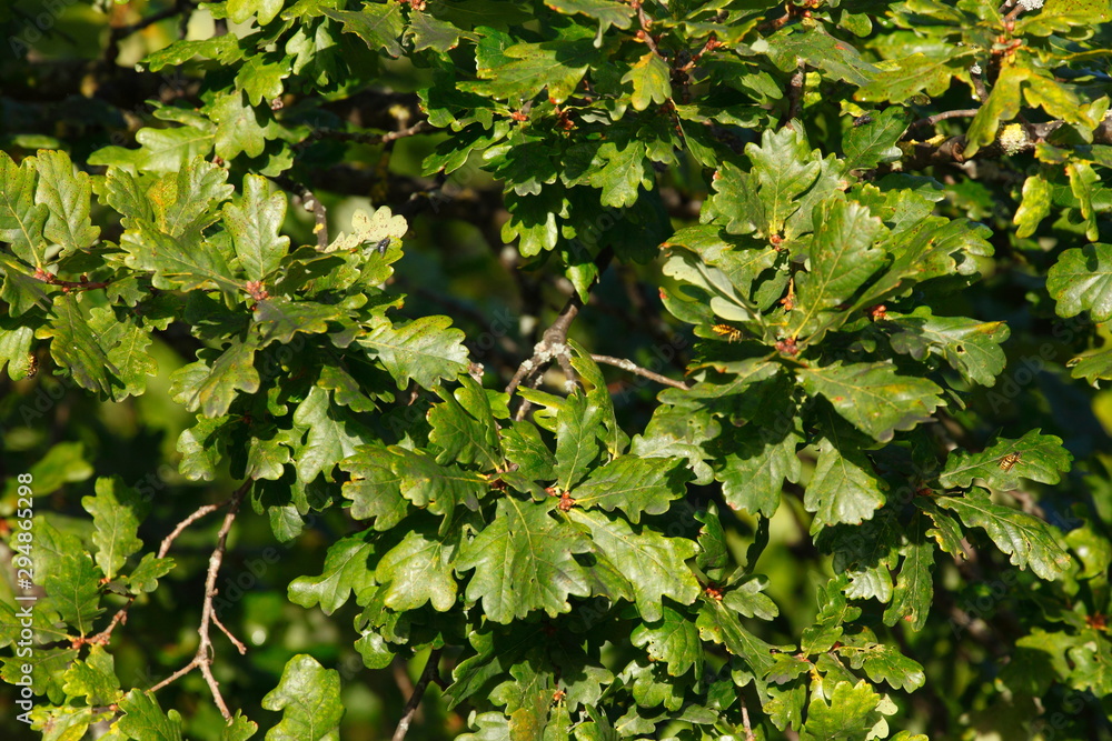 Eichenblätter und Eicheln an einem Baum Eichenblätter und Eicheln an einem Baum