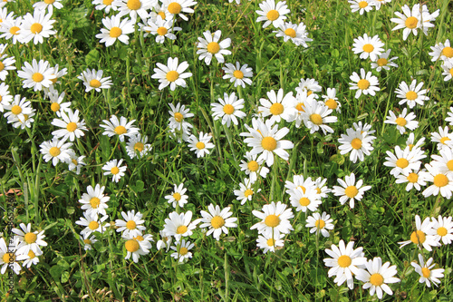 a lot of daisies on a sunny day