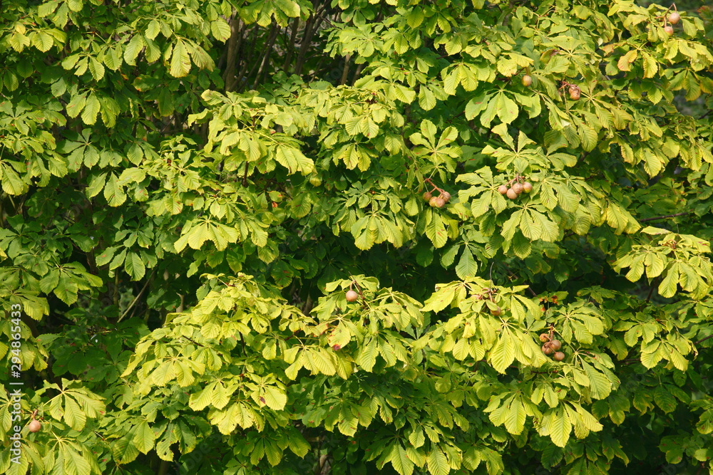 Kastanienblätter im Herbst an einem Baum Kastanienblätter im Herbst an einem Baum