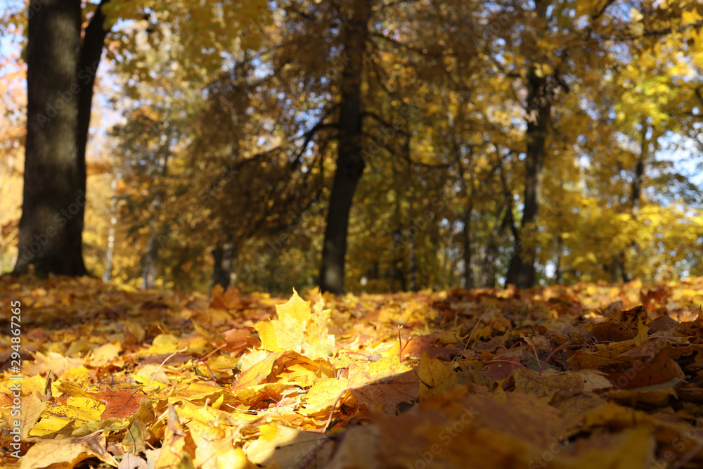 autumn leaves and trees in the park autumn leaves and trees in the park