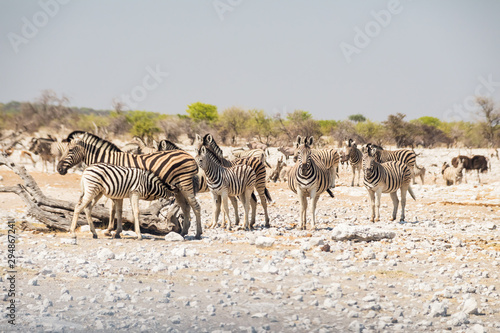 Zebras at Namibia National park  Africa.
