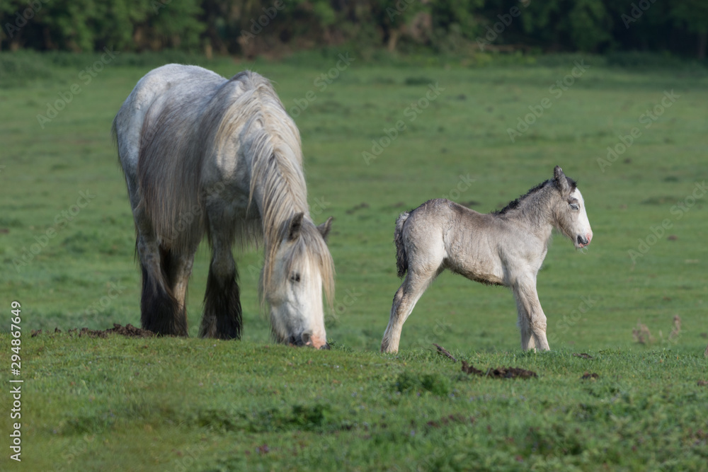 Obraz premium Horse and foal