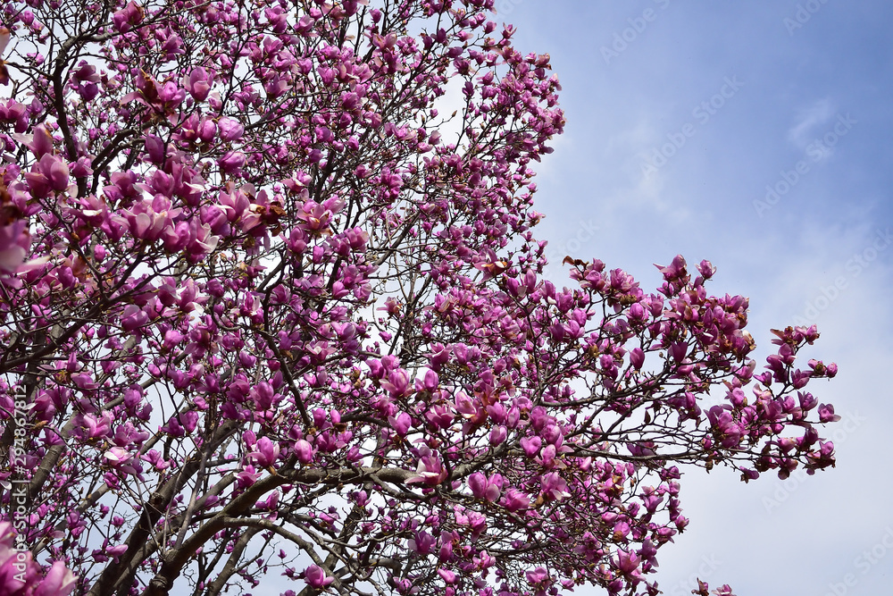 Purple magnolia, spring flower season Purple magnolia, spring flower season