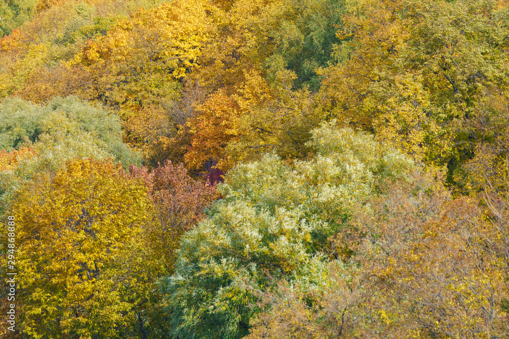 Photography of the bright golden, orange and green lush foliage in sunny autumn day. Natural floral texture, backgrounds. The beauty of nature. View from above / top view.