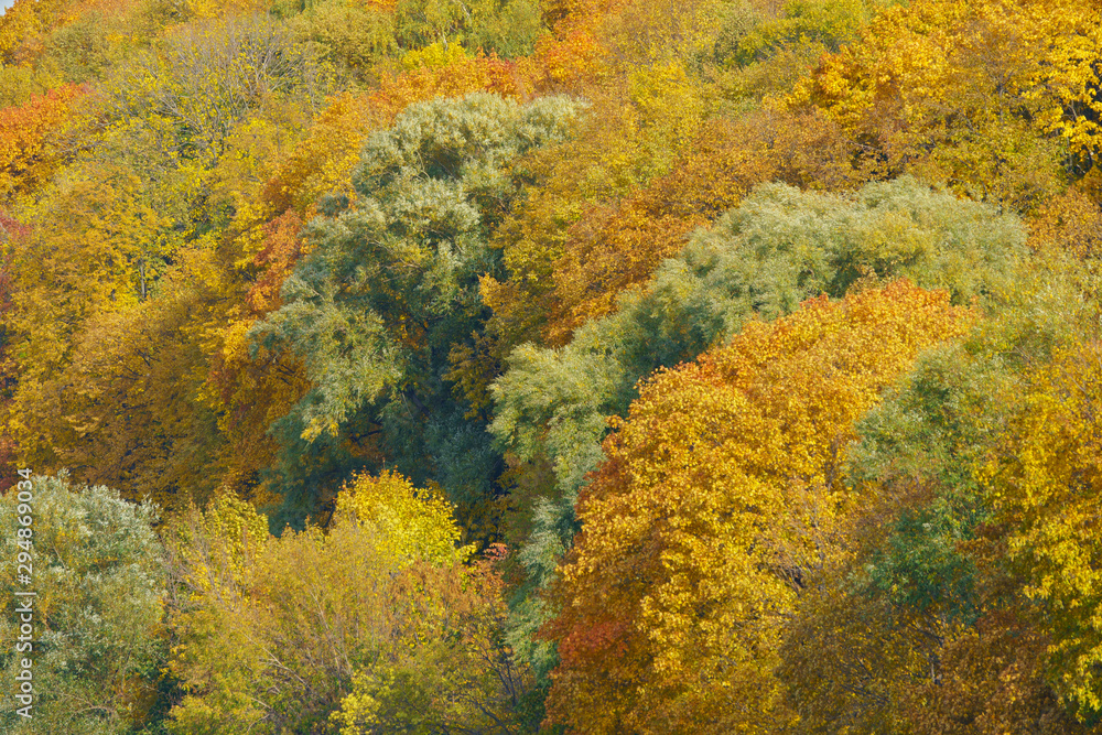 Photography of the bright golden, orange and green lush foliage in sunny autumn day. Natural floral texture, backgrounds. The beauty of nature. View from above / top view. Photography of the bright golden, orange and green lush foliage in sunny autumn day. Natural floral texture, backgrounds. The beauty of nature. View from above / top view.