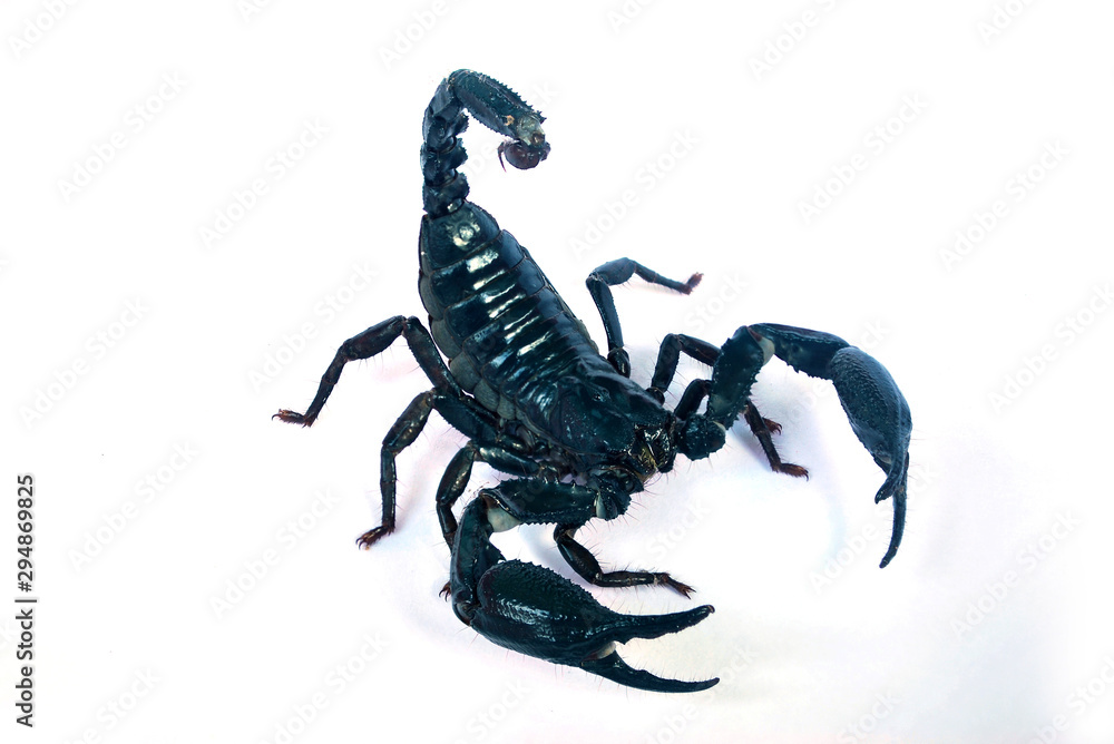 A large black scorpion on a white background. A large black scorpion on a white background.