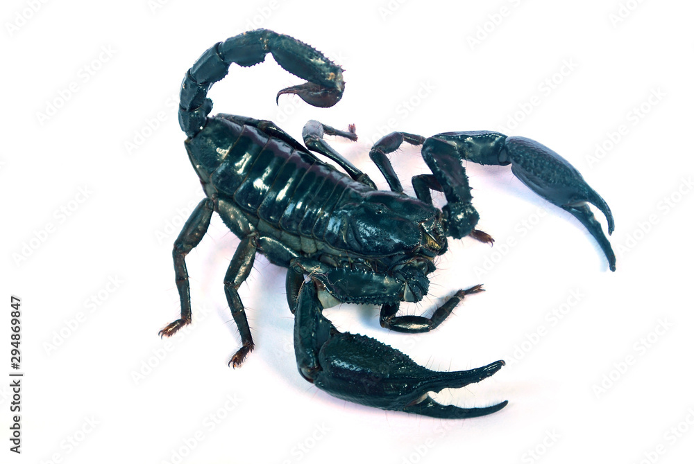 A large black scorpion on a white background.with clipping path. A large black scorpion on a white background.with clipping path.