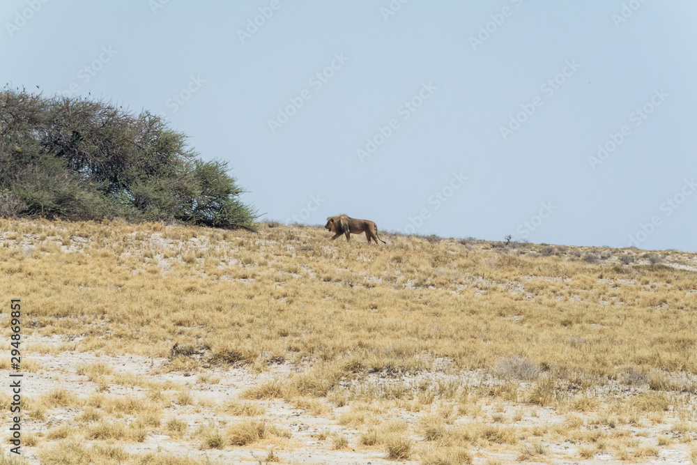Naklejka premium African lion in the wild.