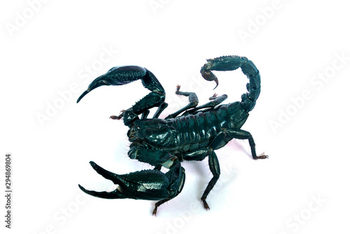 A large black scorpion on a white background.with clipping path.