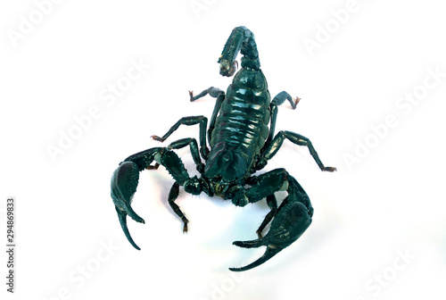 A large black scorpion on a white background.