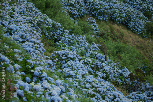 Field of hydrangeas, Flores, Azores