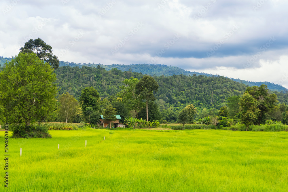 Green terrace rice field with mountain and fog or clouds background Green terrace rice field with mountain and fog or clouds background