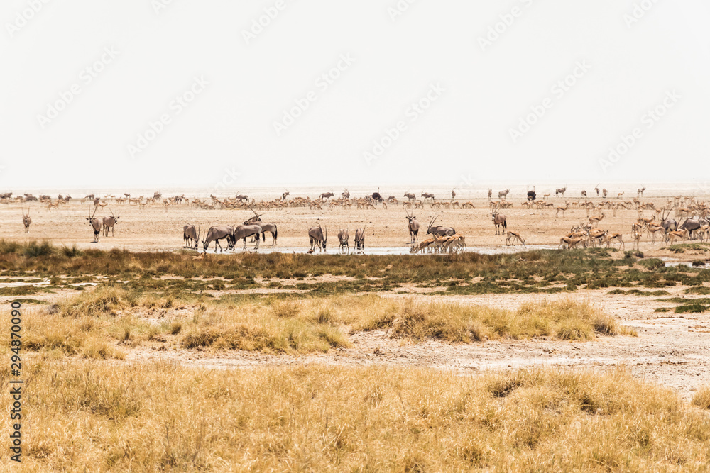 Wild animals by waterhole in Etosha national park.