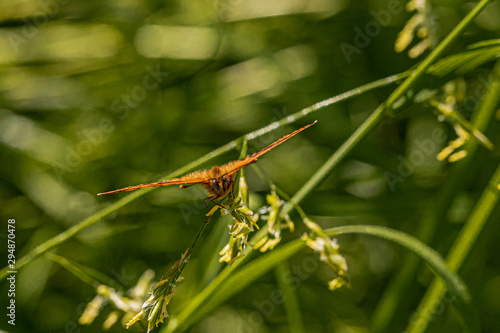 Wallpaper Mural Nature Torontodigital.ca