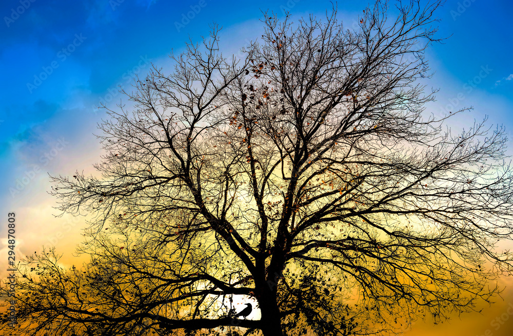 L'oiseau dans son arbre à contre jour L'oiseau dans son arbre à contre jour