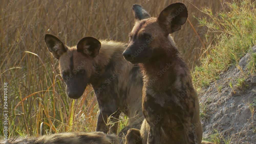 African wild dogs get startled from a loud noise in the wild of Africa. African wild dogs get startled from a loud noise in the wild of Africa.