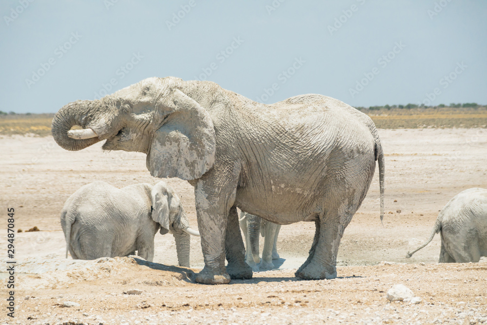 Fototapeta premium Grey elephant in the wild of Africa.