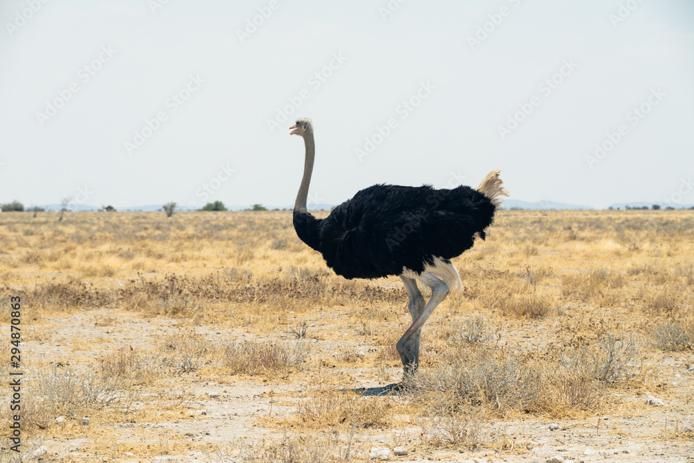 Naklejka premium Ostrich in the wild of Etosha national reserve.