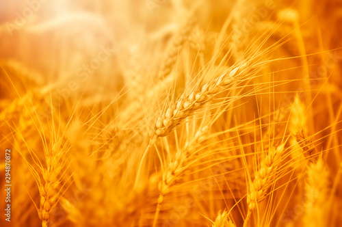 Rye field. Golden rye ears close-up stretches up out of the field. Harvesting grain under the bright sunlight.