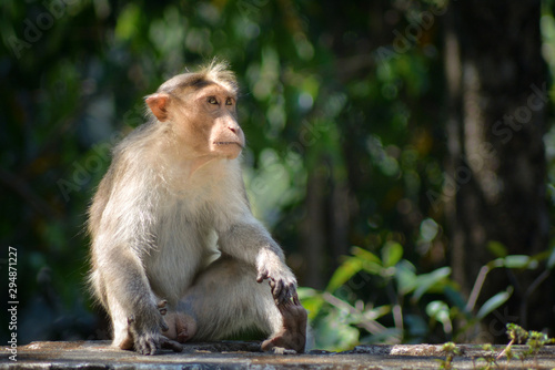 Portrait of a female monkey © niladri
