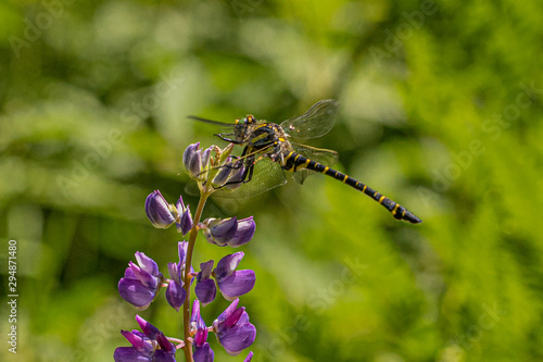 Wallpaper Mural Nature Torontodigital.ca