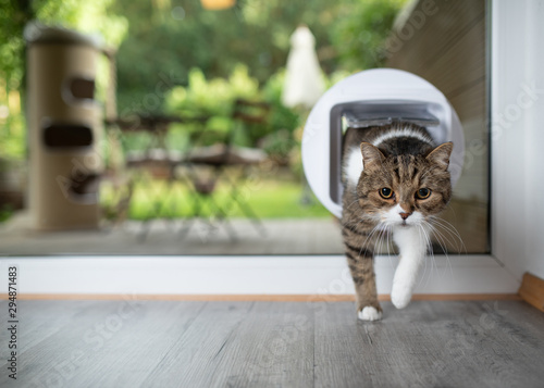 tabby white british shorthair cat entering room by passing through catflap in window to garden photo