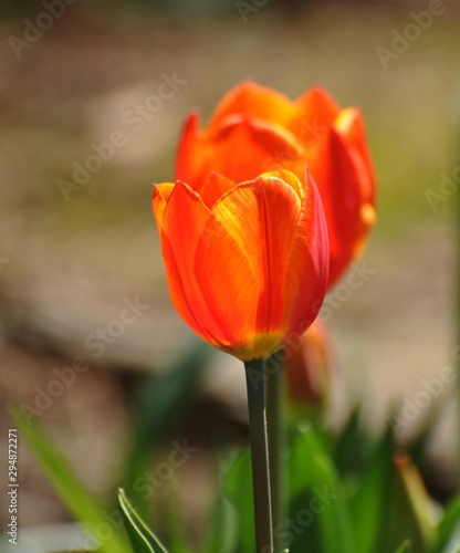 Tulpen im Fr  hling