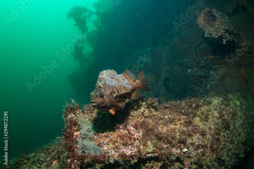 Lumpsucker (Cyclopterus lumpus) protecting its eggs at the wreck of Elise Schulte, Norway