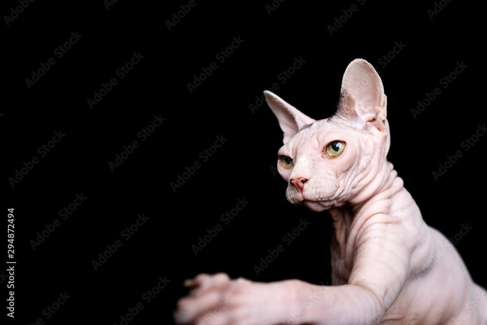 studio portrait of hairless sphynx cat in front of black background ...
