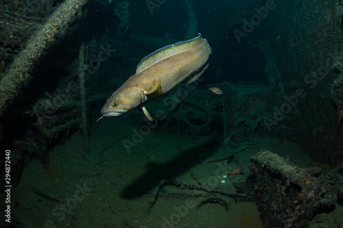 Tusk (Brosme brosme) at a shipwreck in Narvik, Norway