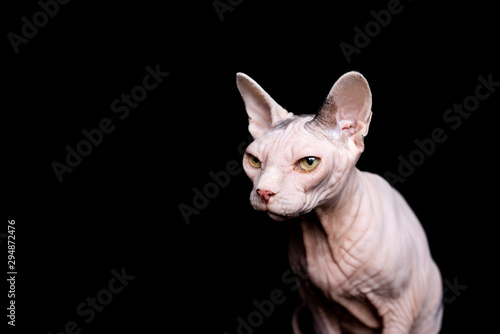 studio portrait of hairless sphynx cat in front of black background looking ahead
