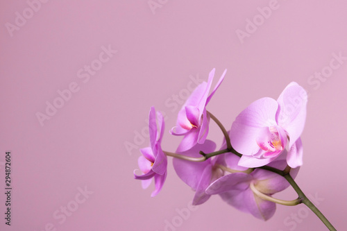 branch of blooming orchid purple flowers closeup