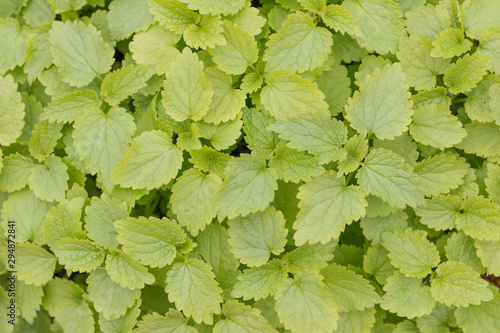 green fresh nettle leaves closeup